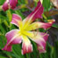 Hemerocallis Fun Fling